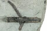 Fossil Crinoid Plate (Three Species) - Indiana #232253-2